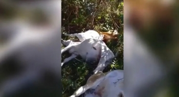 Raio mata novilhas em fazenda de Goiás